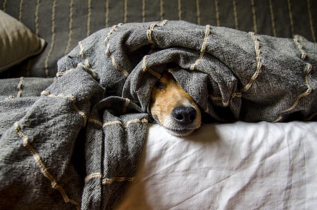 Pet Moments